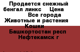 Продается снежный бенгал(линкс) › Цена ­ 25 000 - Все города Животные и растения » Кошки   . Башкортостан респ.,Нефтекамск г.